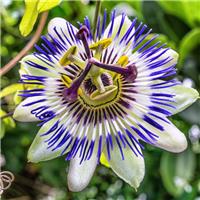Passion Flower caerulea - Passiflora