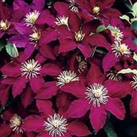 Clematis Niobe