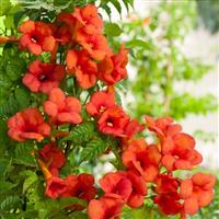 Campsis x tagliabuana Madame Galen - Trumpet Vine