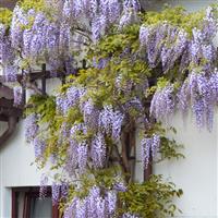 Wisteria sinensis Prolific - Blue Climbing Wisteria