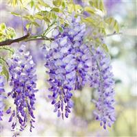 Wisteria floribunda Domino ('Issai') - Large Circa 5-6ft