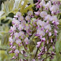Wisteria floribunda Rosea - (Honbeni) Pink Japanese Wisteria