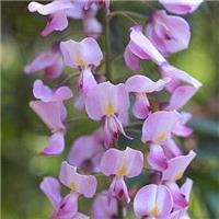 Wisteria floribunda Rosea - (Honbeni) Pink Japanese Wisteria - circa 100-120cm