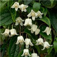 Clematis Winter Beauty - Evergreen, Hardy, Winter blooming climber