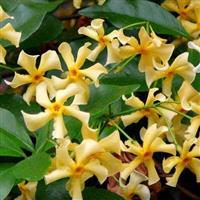 Trachelospermum Jasminoides Star of Toscane - Star Jasmin - Rhyncospermum