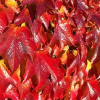 Parthenocissus tricuspidata Veitchii - Virginia Creeper Vine - Boston Ivy