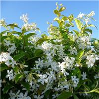 Trachelospermum jasminoides - Star of Venice Rhyncospermum