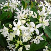 Clematis Armandii - Fragrant Evergreen Climbers
