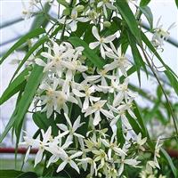 Clematis armandii Snowdrift - Fragrant Evergreen Climbers