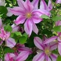 Clematis Nelly Moser