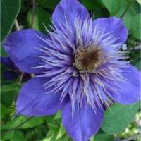 Clematis Multi-Blue