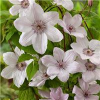 Clematis Pope John Paul II