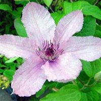 Clematis Pope John Paul II