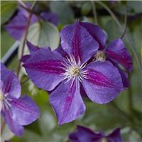 Clematis Star of India