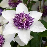 Clematis florida sieboldii - Bicolor sieboldiana Clematis
