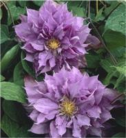 Clematis Vyvyan Pennell
