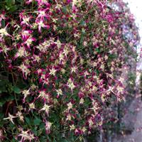 Clematis triternata Rubromarginata