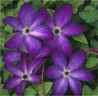 Clematis Venosa Violacea