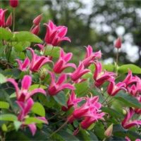 Clematis Princess Diana - Princess Diana Clematis