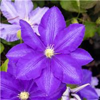 Clematis Lasurstern - Summer Flowering Clematis