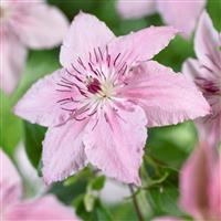 Clematis Pink Fantasy
