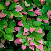 Actinidia kolomikta