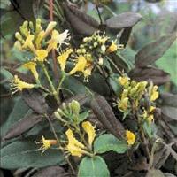 Lonicera Copper Beauty - Evergreen Honeysuckle