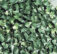 Hedera hibernica - Irish or Boston Ivy - circa 180cm / 6ft tall - Evergreen Screening Plants