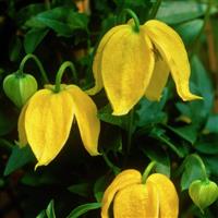 Clematis tibetana tangutica Bill MacKenzie - Orange Peel Clematis