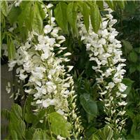 Wisteria floribunda Longissima Alba - Shiro Noda - Rare White Japanese Wisteria