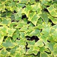 Hedera Helix Goldchild - Golden variegated Ivy