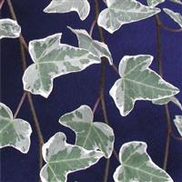 Hedera helix Glacier - Variegated Common Ivy