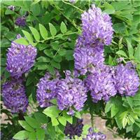 Wisteria Amethyst Falls circa 5-6ft