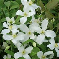 Clematis montana Grandiflora