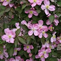 Clematis montana Tetrarose