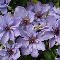Clematis Myosotis
