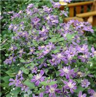 Clematis Arabella