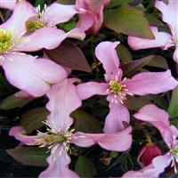 Clematis Montana 'Warwickshire Rose'
