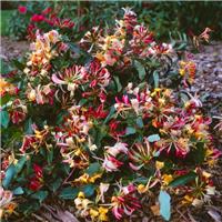 Lonicera periclymenum 'Chic et Choc'