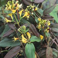 Lonicera henryi 'Copper Beauty' - Evergreen Honeysuckle - Large 5-6ft Specimen