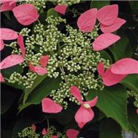 Climbing Hydrangea anomala glabra 'Crg Coral'