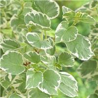 Hydrangea petiolaris Silver Lining - Variegated Climbing Hydrangea