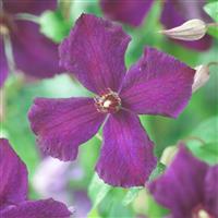 Clematis Polish Spirit