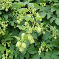 Humulus lupulus - Common Hop