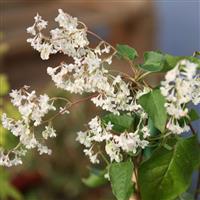 Large 6ft - Specimen Climber - Fallopia aubertii - (baldschuanica) - Russian Vine