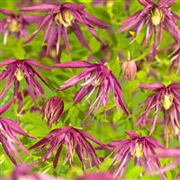 Clematis macropetala Octopus