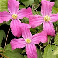 Clematis Inspiration