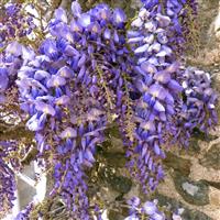 Wisteria floribunda macrobotrys 'Blue Waterfall' - circa 5-6ft