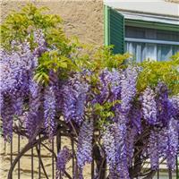 Wisteria Bachybotrys Ikoyama Fuji- circa 5-6ft