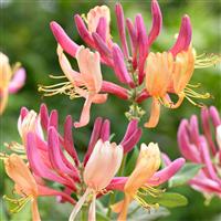 Large 5-6ft Specimen Climber - Lonicera x heckrottii American Beauty Plant